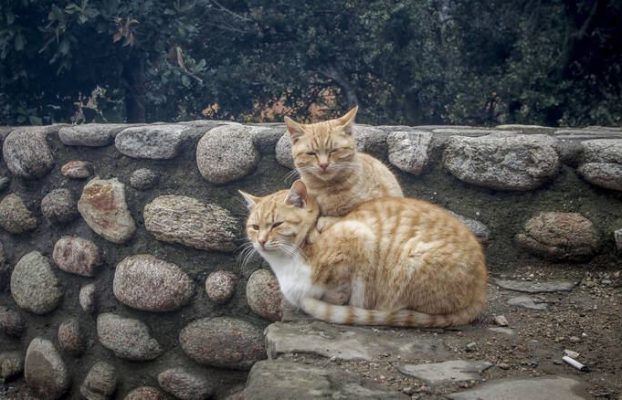 ΠΑΓΚΥΠΡΙΟ ΣΧΕΔΙΟ ΣΤΕΙΡΩΣΕΩΝ ΑΔΕΣΠΟΤΩΝ ΓΑΤΩΝ 2022