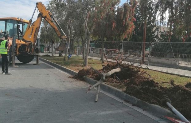 ΜΕΤΑΦΥΤΕΥΣΗ ΔΕΝΤΡΩΝ