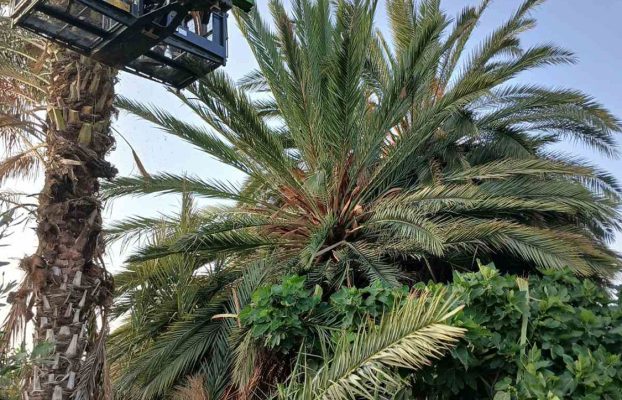 Έναρξη Εργασιών Κλαδέματος Φοινικόδεντρων